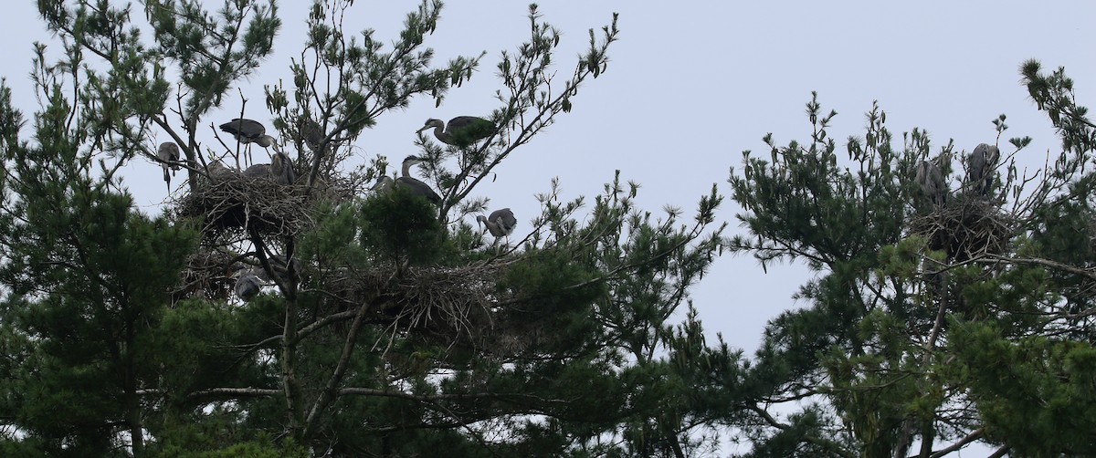 Great Blue Heron - ML639411557