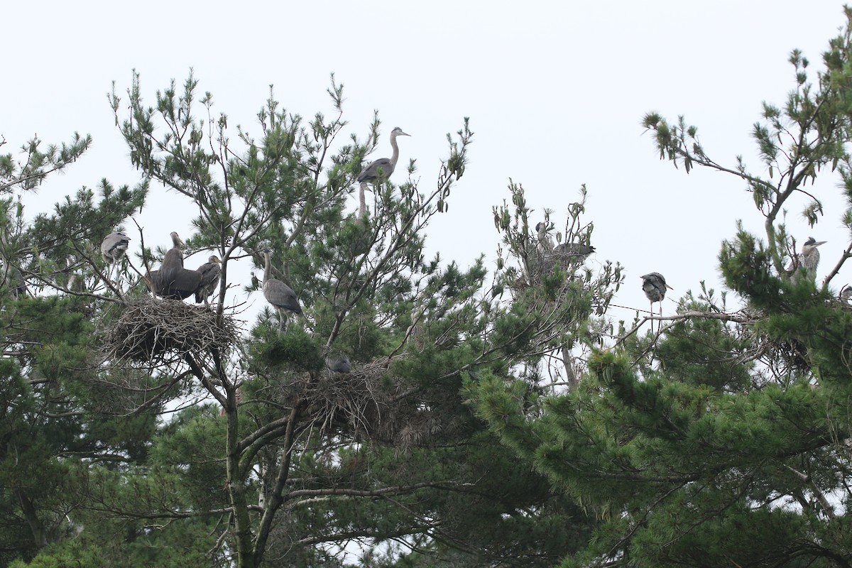 Great Blue Heron - ML639411558
