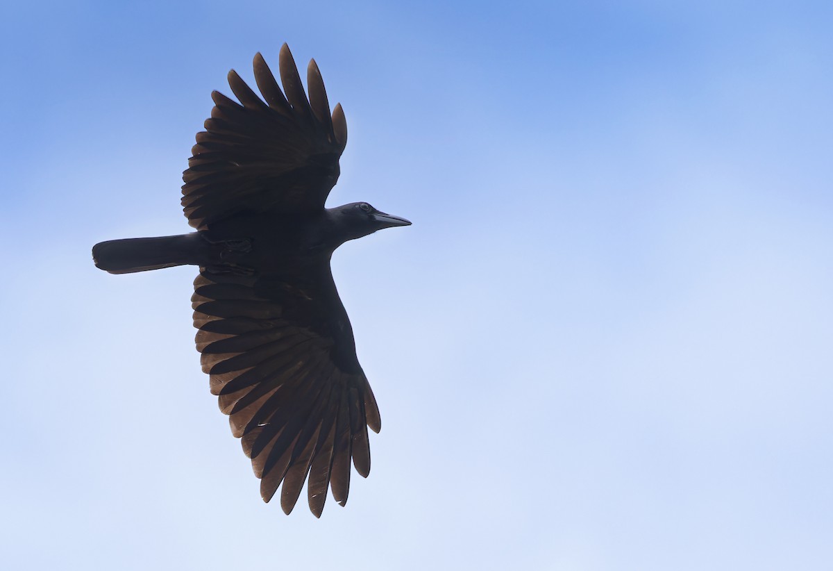 Palawan Crow - ML639411565
