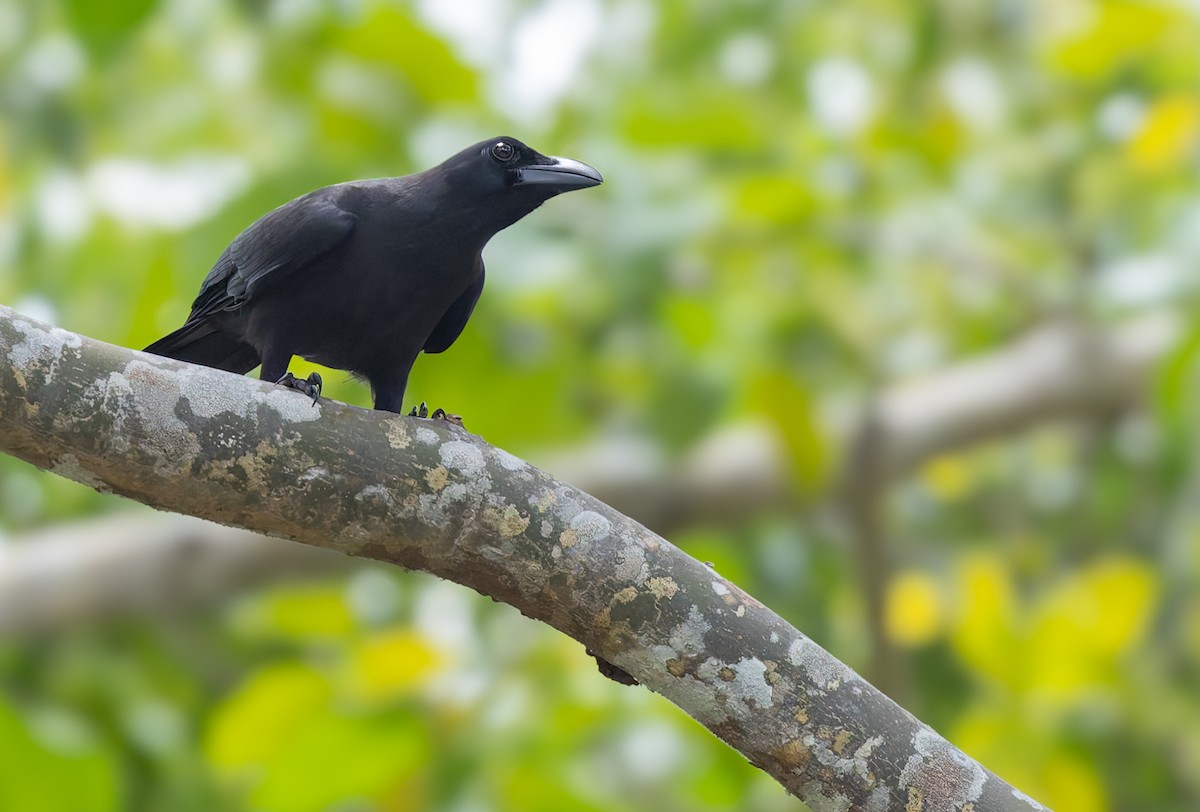 Palawan Crow - ML639411566