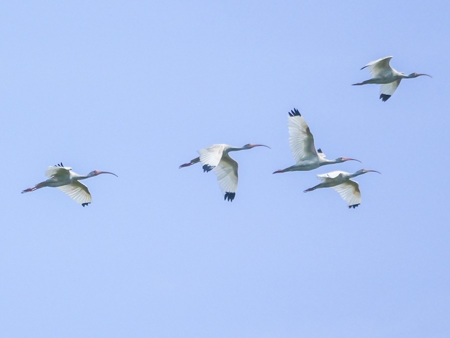 White Ibis - Roger Horn