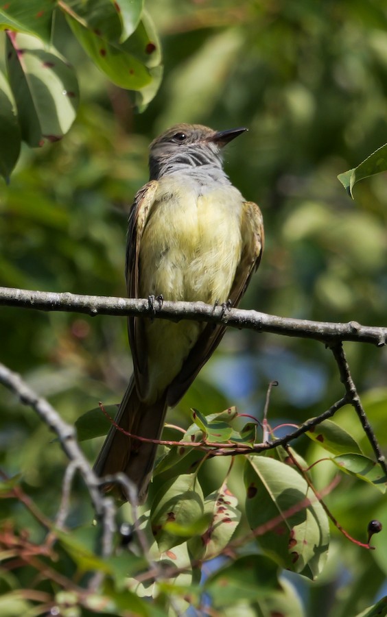 Great Crested Flycatcher - Roger Horn