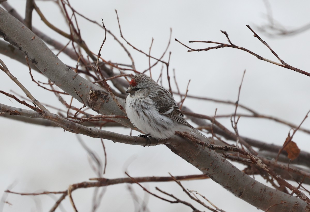 Redpoll (Hoary) - ML639411656