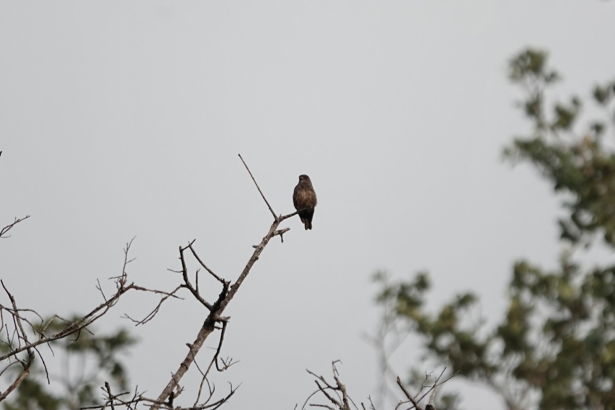 Sooty Flycatcher - ML639411681