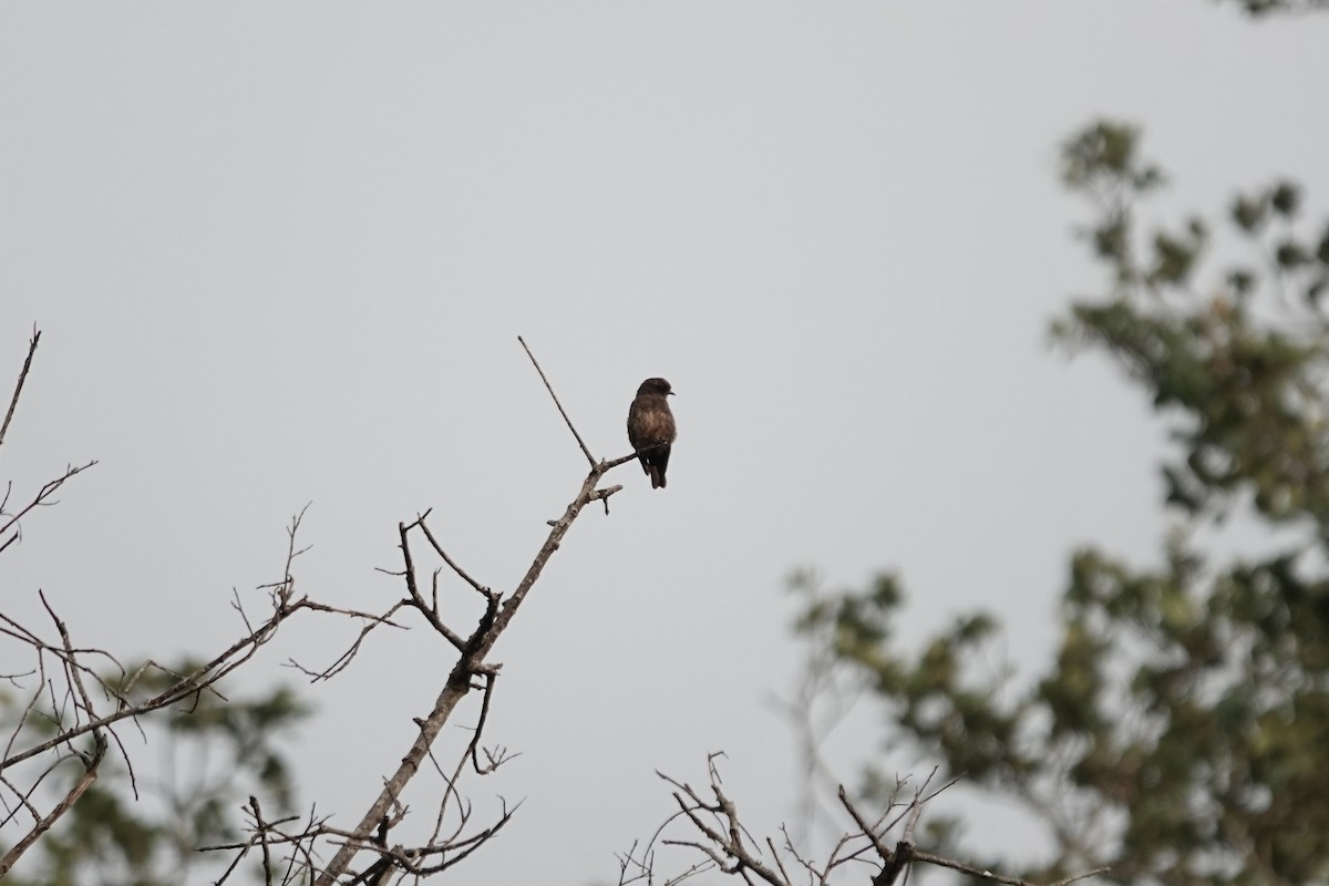 Sooty Flycatcher - ML639411682