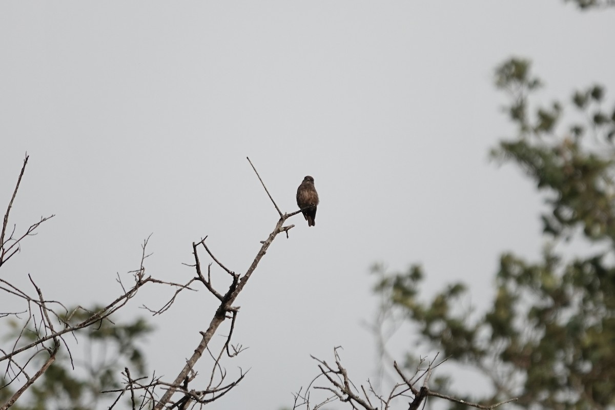 Sooty Flycatcher - ML639411683