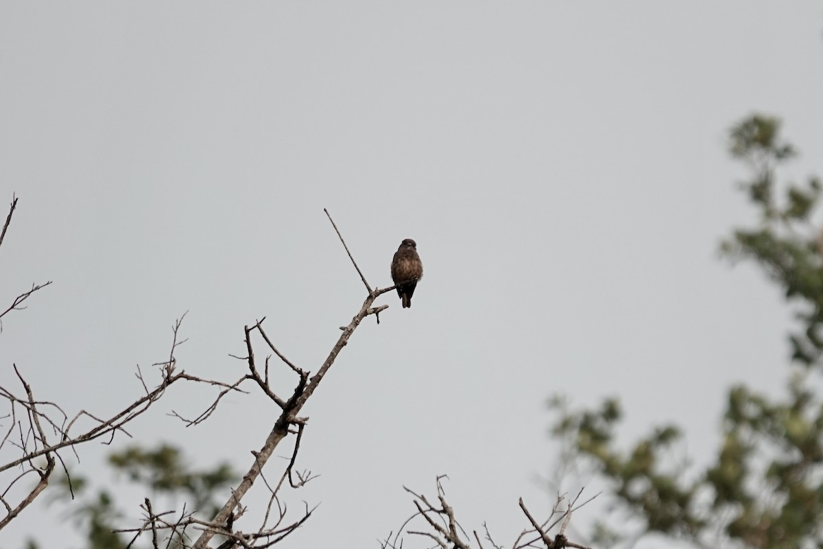 Sooty Flycatcher - ML639411687