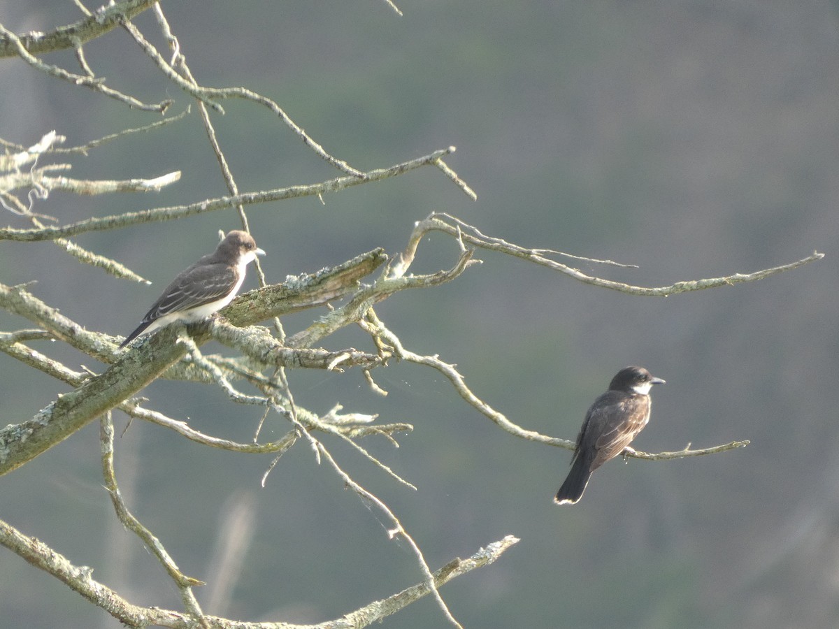 Eastern Kingbird - ML639411736