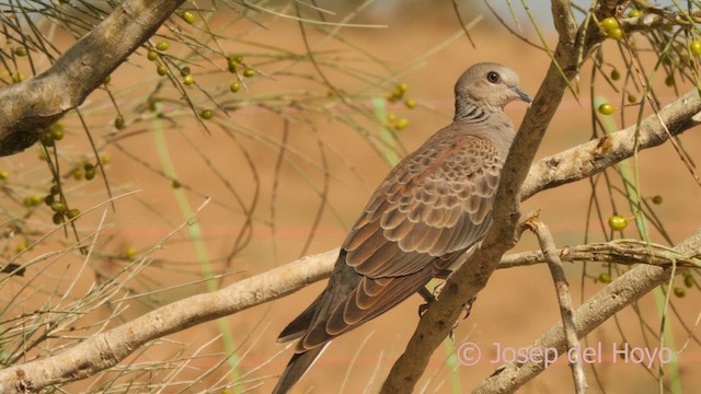 European Turtle-Dove - ML639411737
