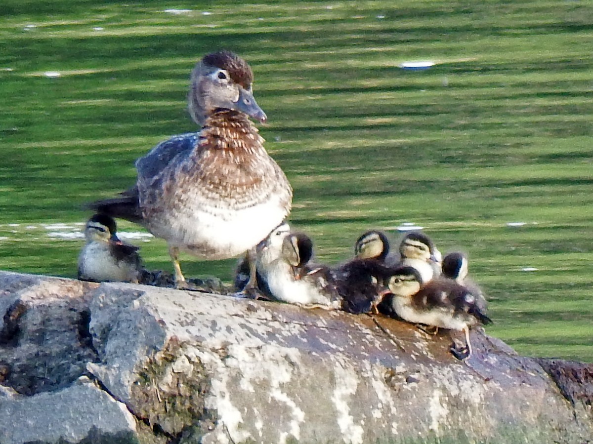 Wood Duck - ML639411738