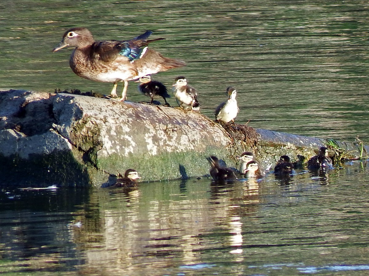 Wood Duck - ML639411739