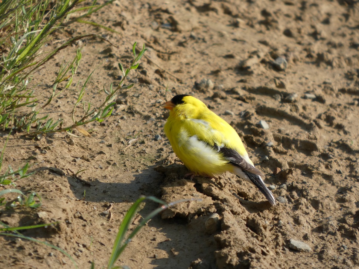 American Goldfinch - ML639411745