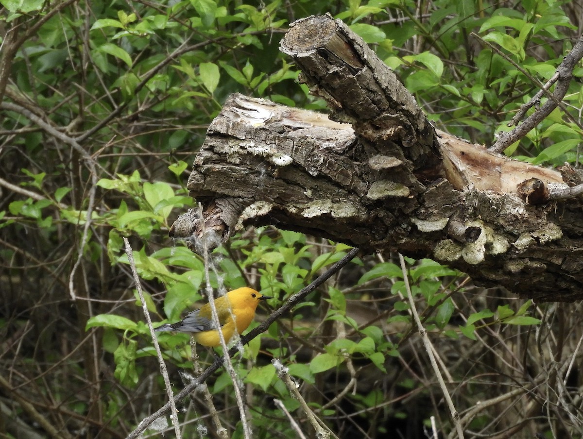 lesňáček zlatý - ML639411766