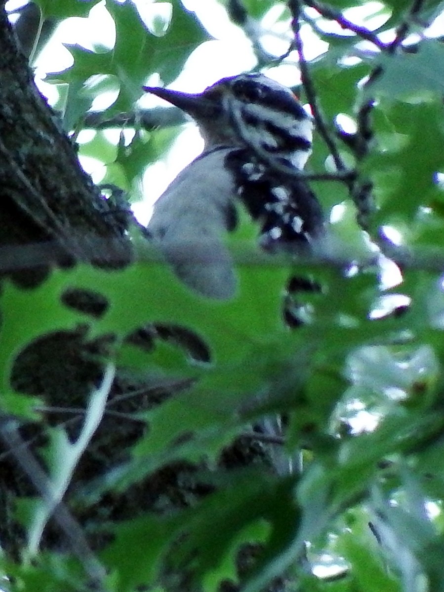 Hairy Woodpecker - ML639411770