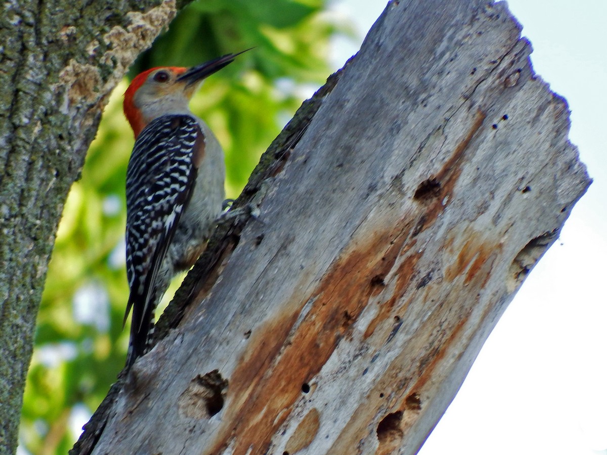Red-bellied Woodpecker - ML639411774