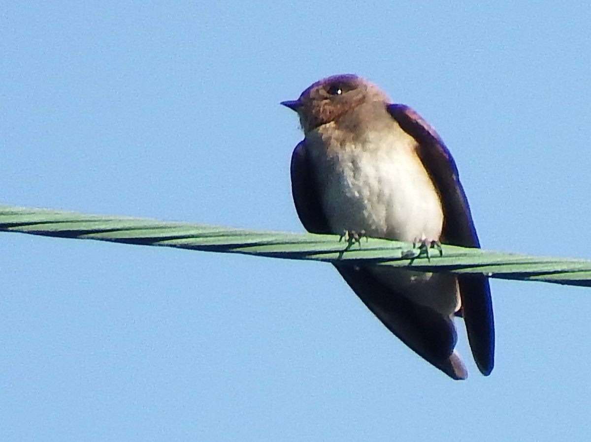 Northern Rough-winged Swallow - ML639411781