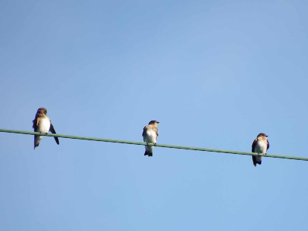 Northern Rough-winged Swallow - ML639411782