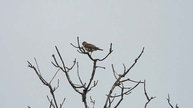 shikrahauk - ML639411791