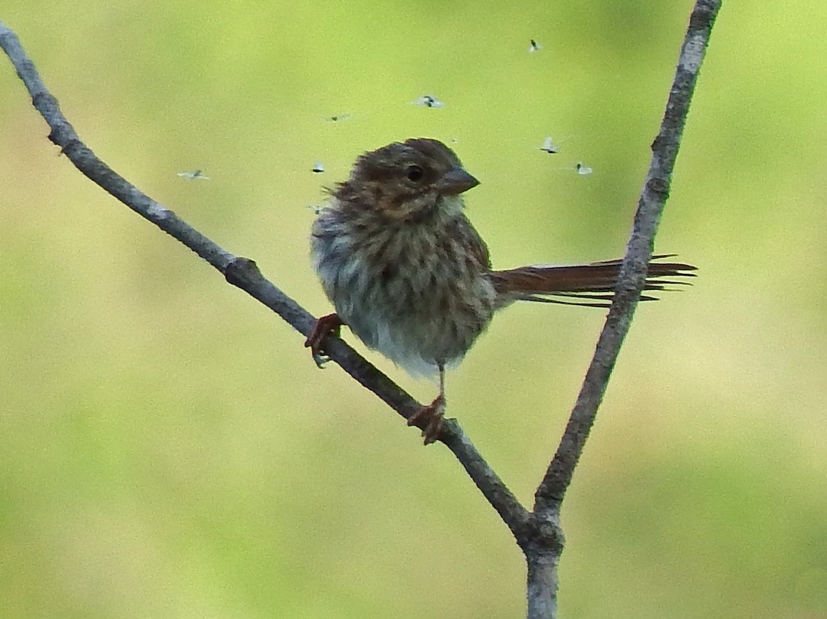 Song Sparrow - ML639411792
