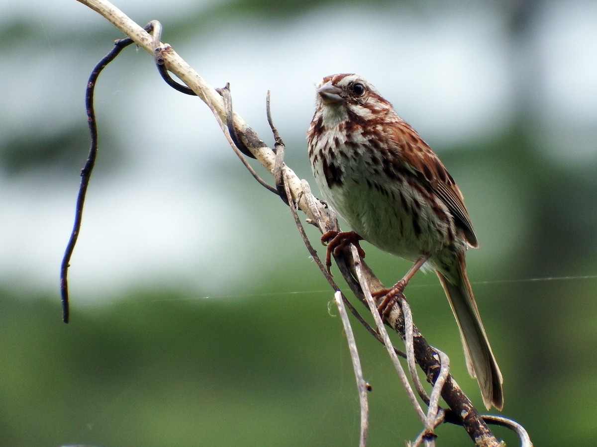 Song Sparrow - ML639411793