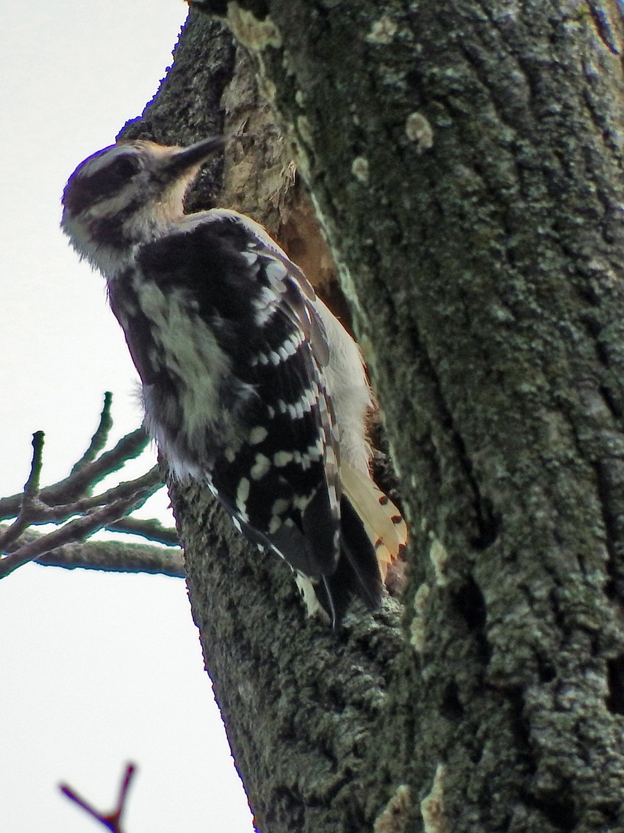 Downy Woodpecker - ML639411830