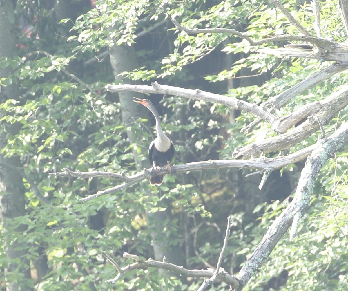 Anhinga - ML639411884