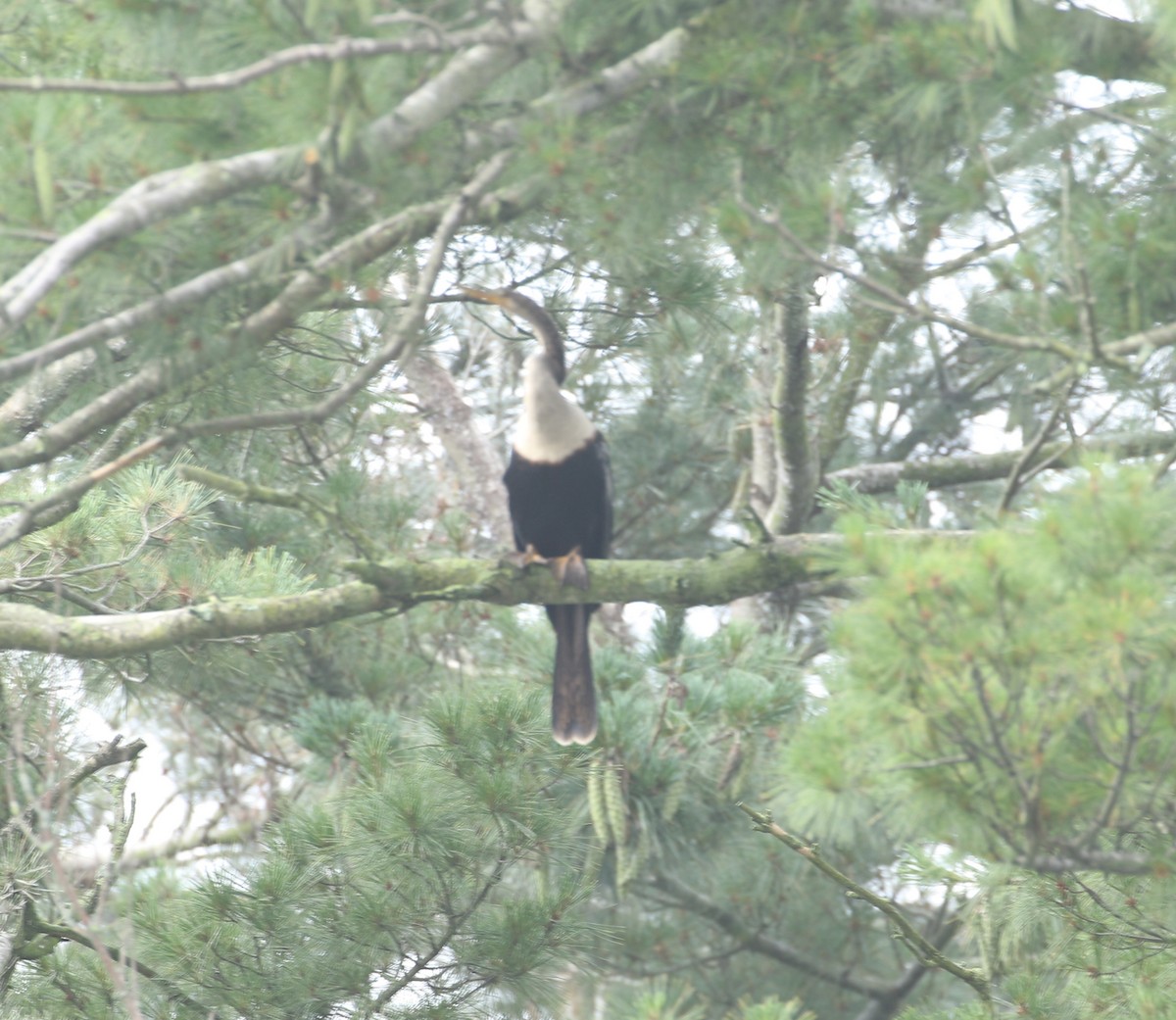 Anhinga - ML639411885