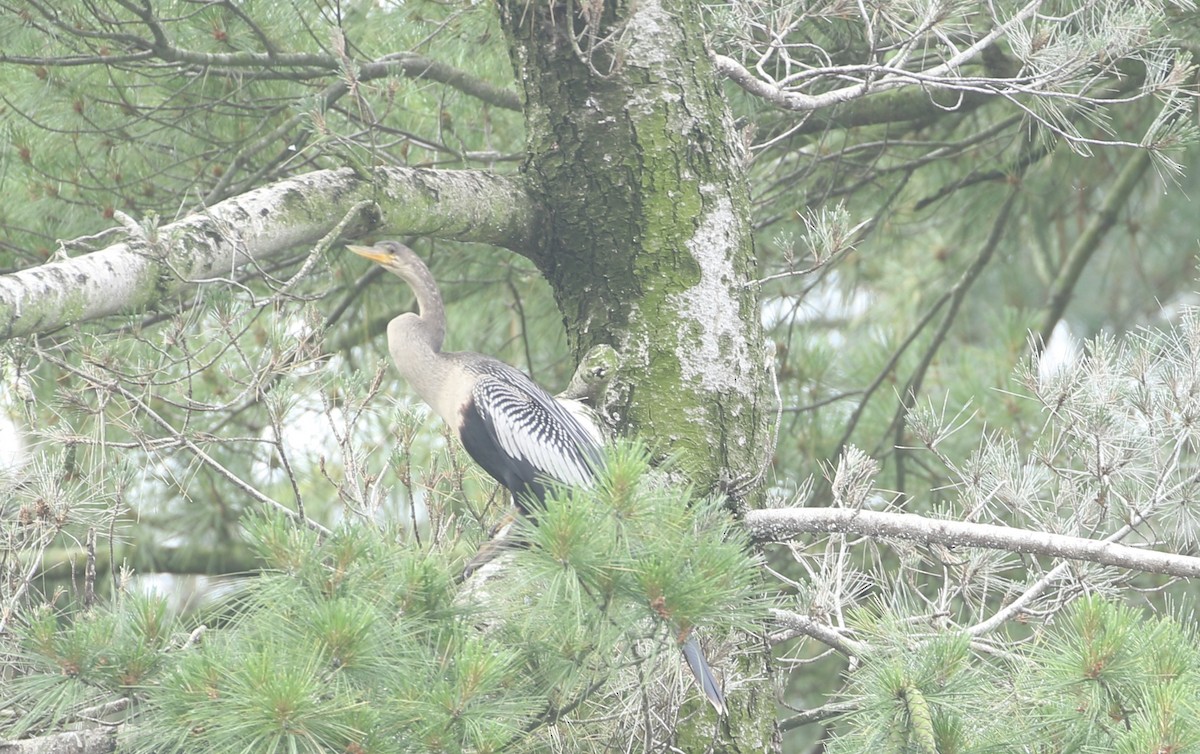 Anhinga - ML639411886