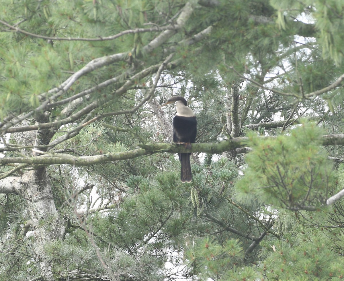 Anhinga - ML639411887