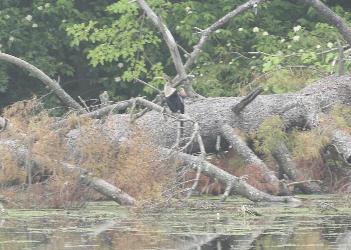 Anhinga - ML639411888