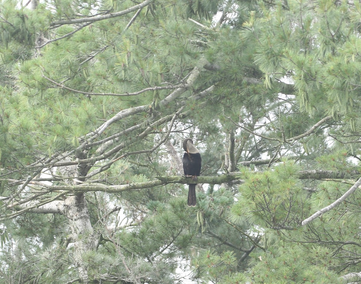 Anhinga - ML639411889