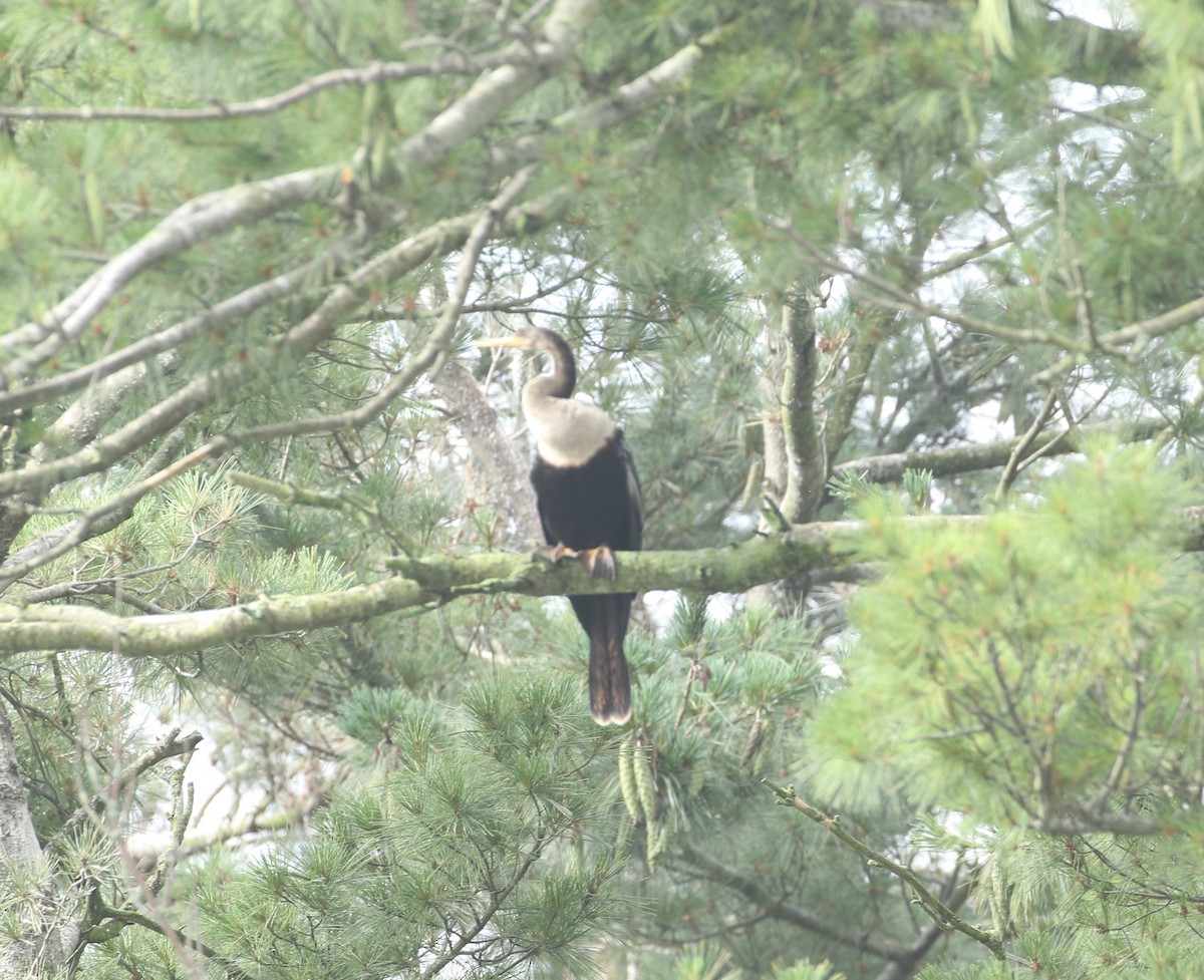 Anhinga - ML639411890