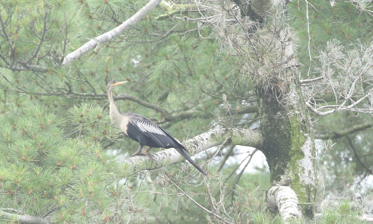 Anhinga - ML639411891