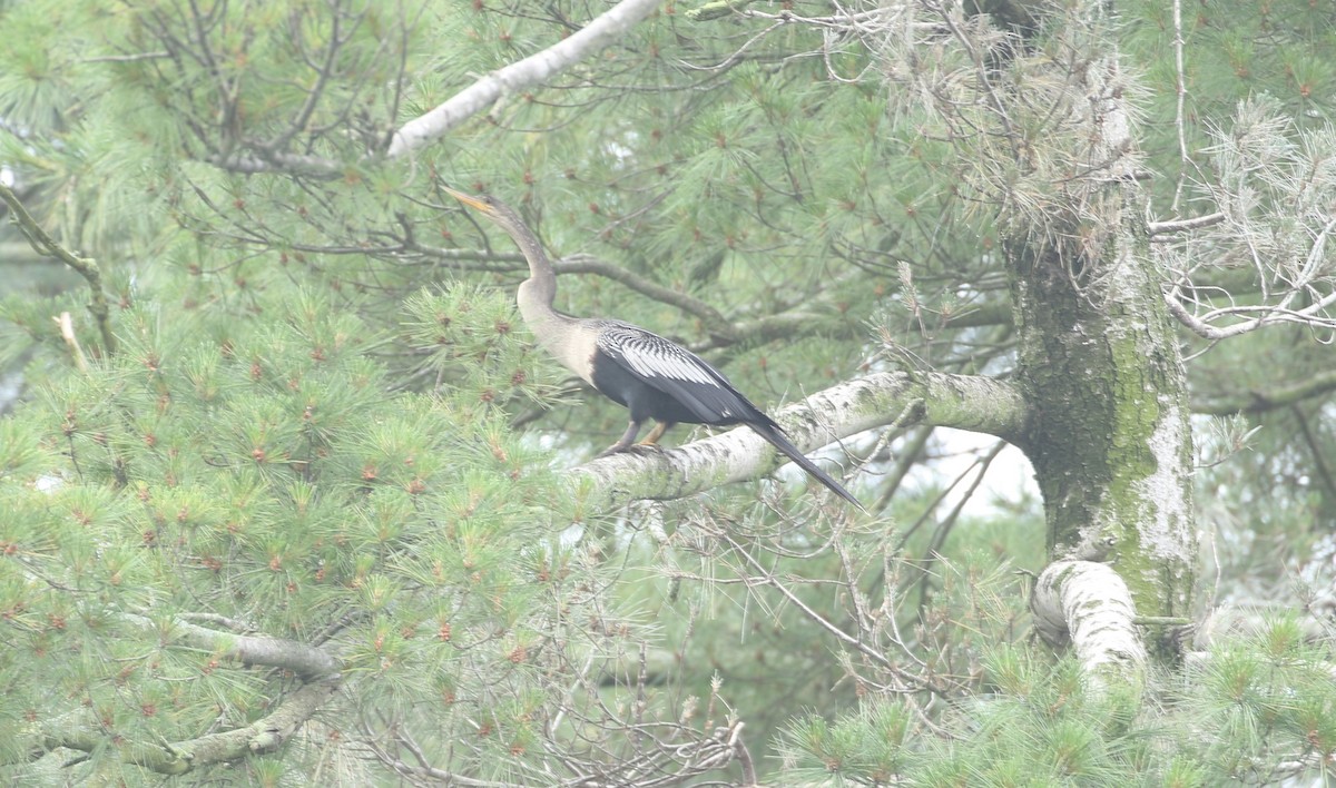 Anhinga - ML639411892