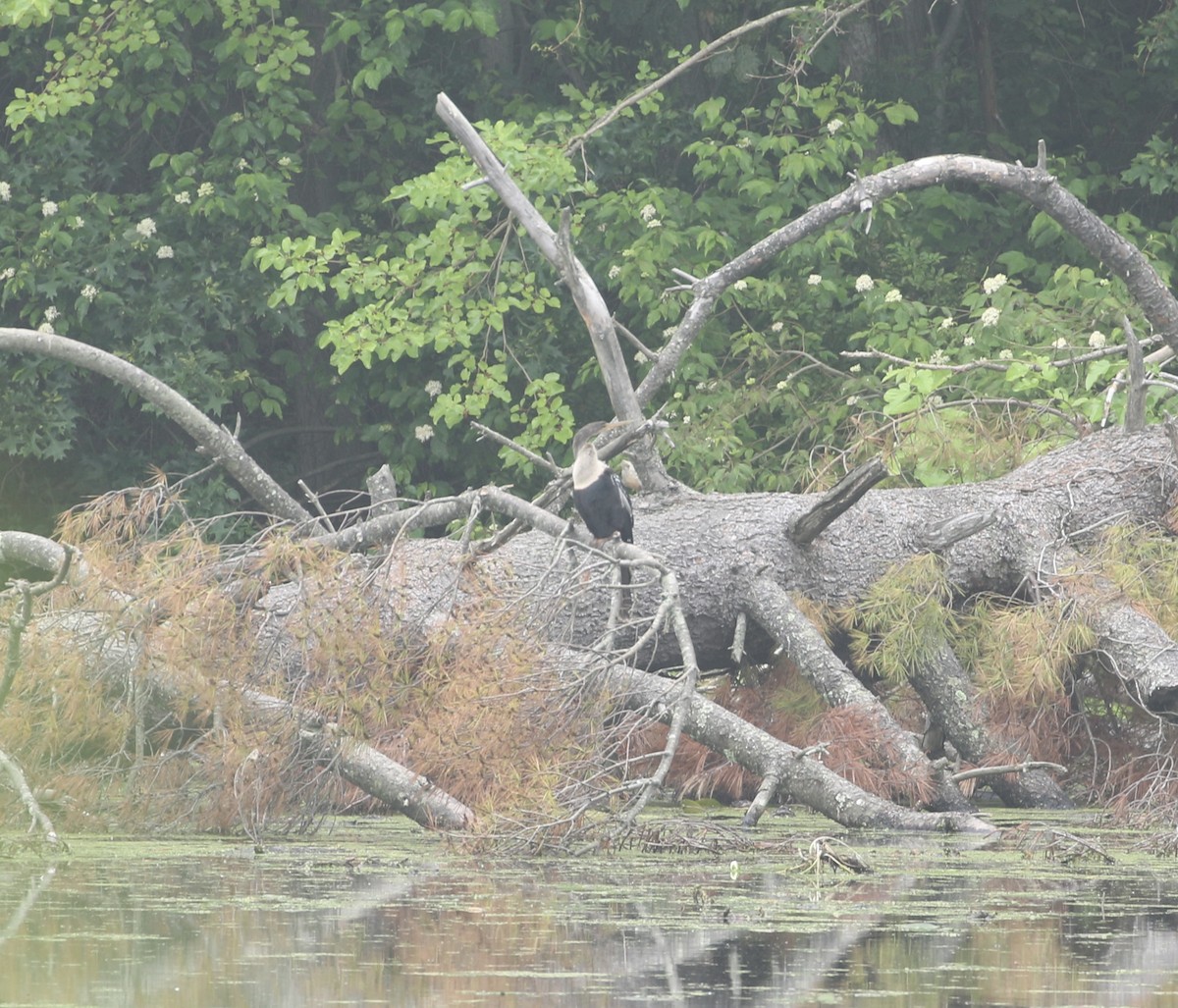 Anhinga - ML639411893