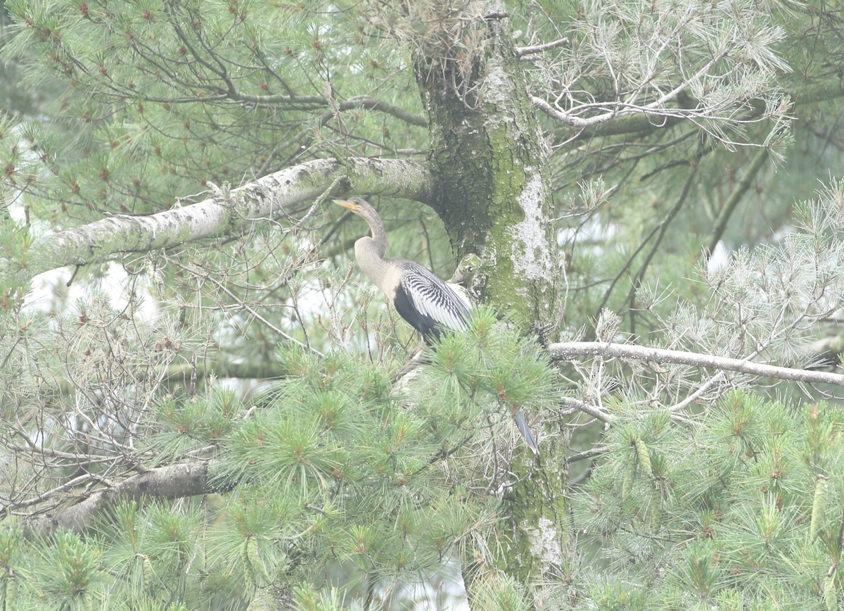 Anhinga - ML639411894