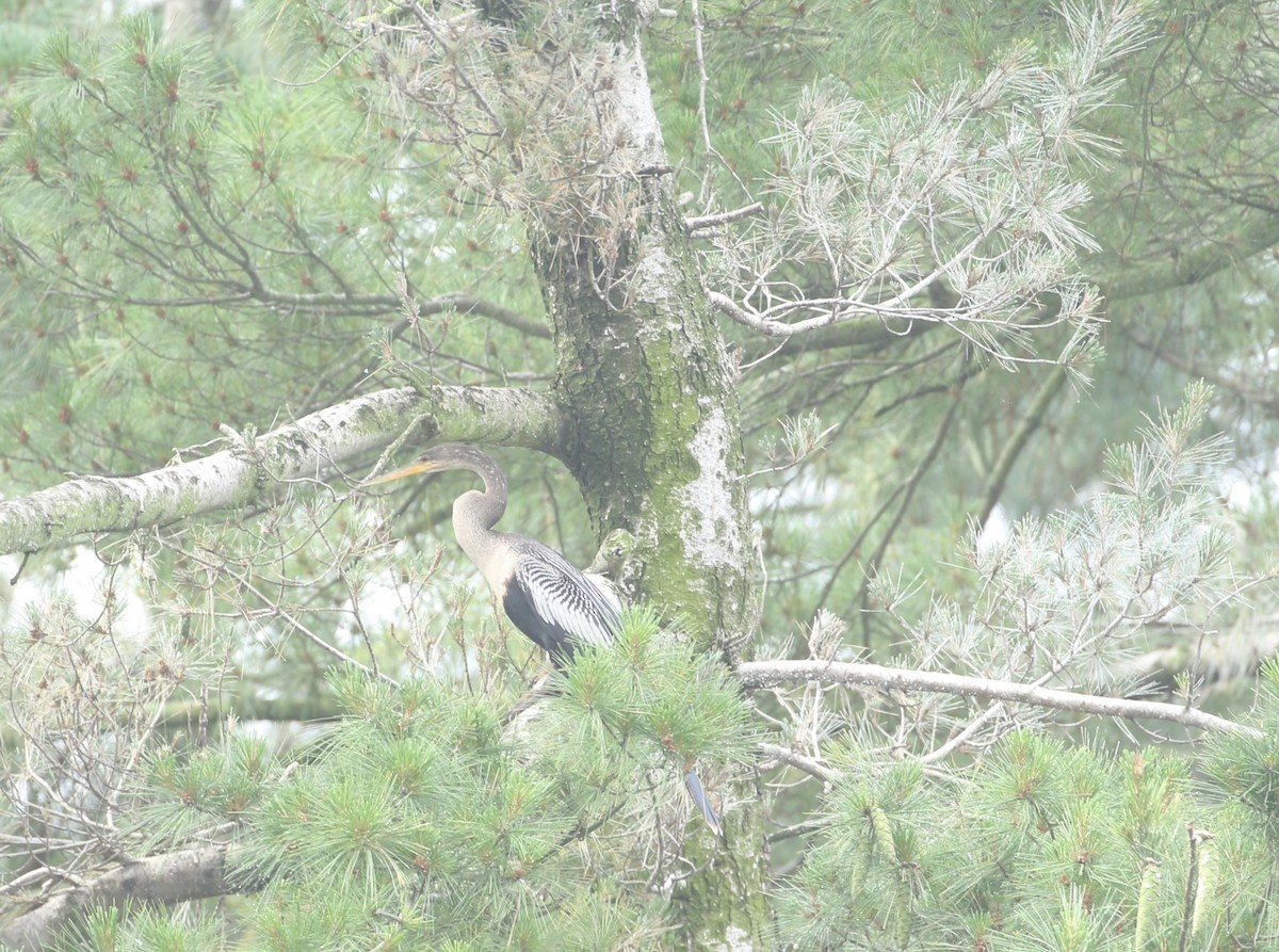 Anhinga - ML639411895