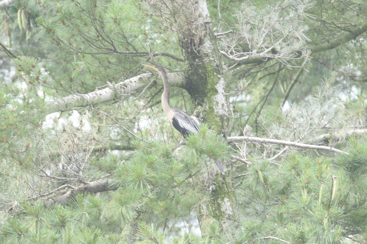 Anhinga - ML639411896