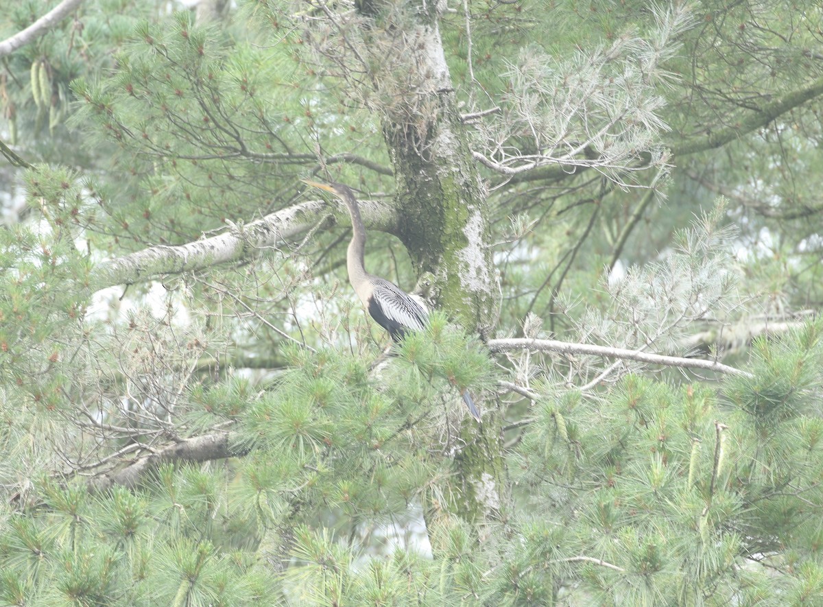 Anhinga - ML639411897