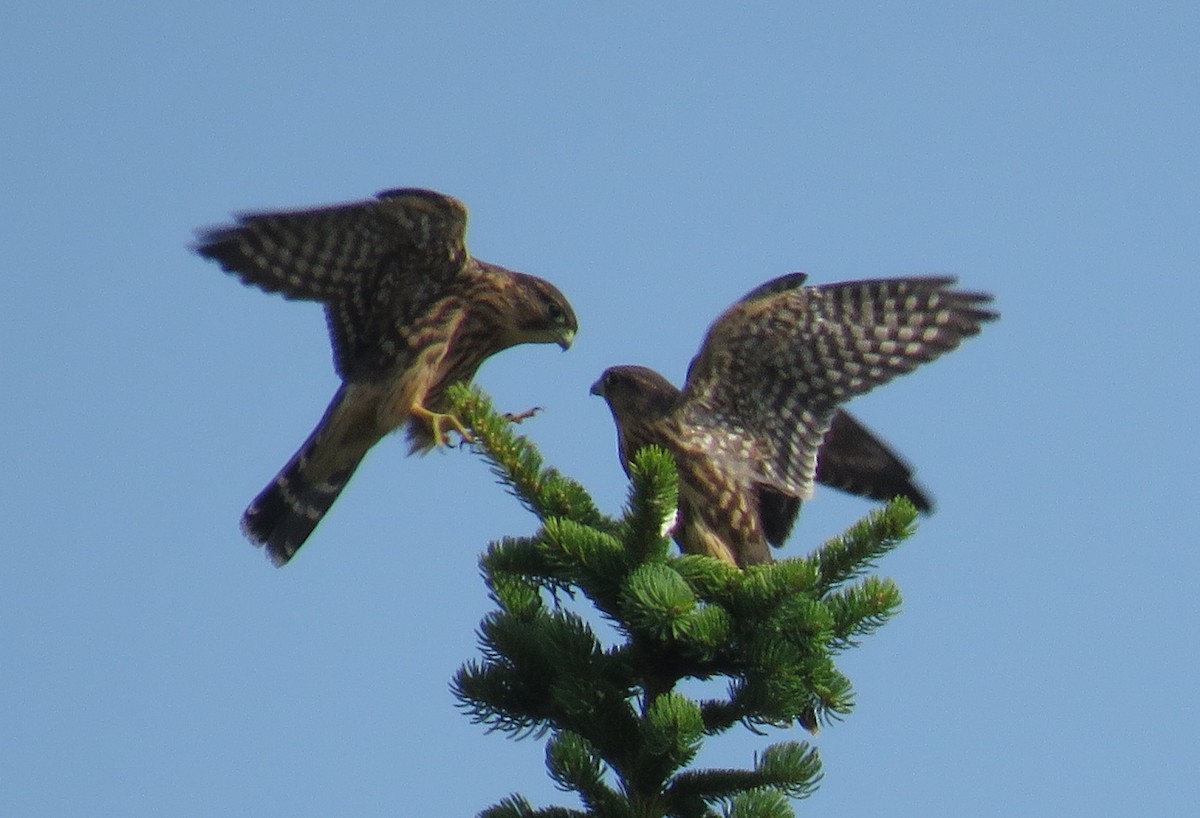 Merlin - ML639411942