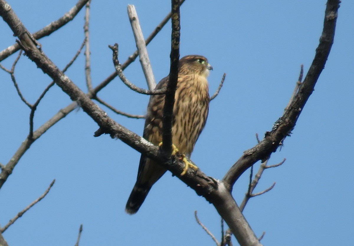 Merlin - ML639411964