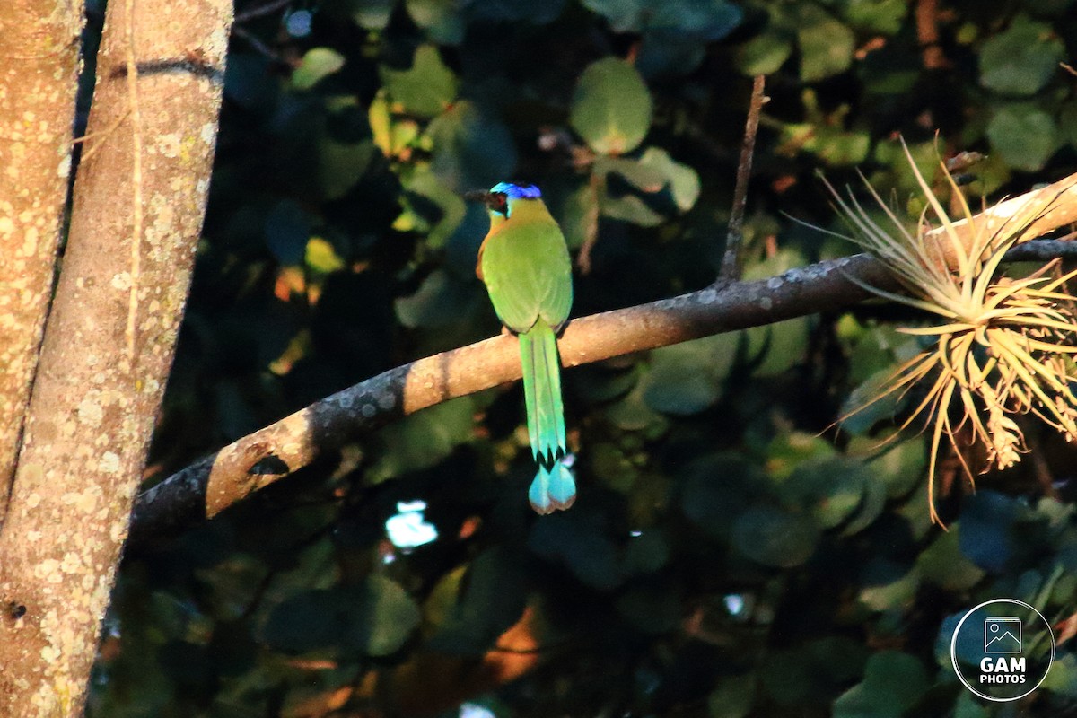 Amazonian Motmot - ML639411975