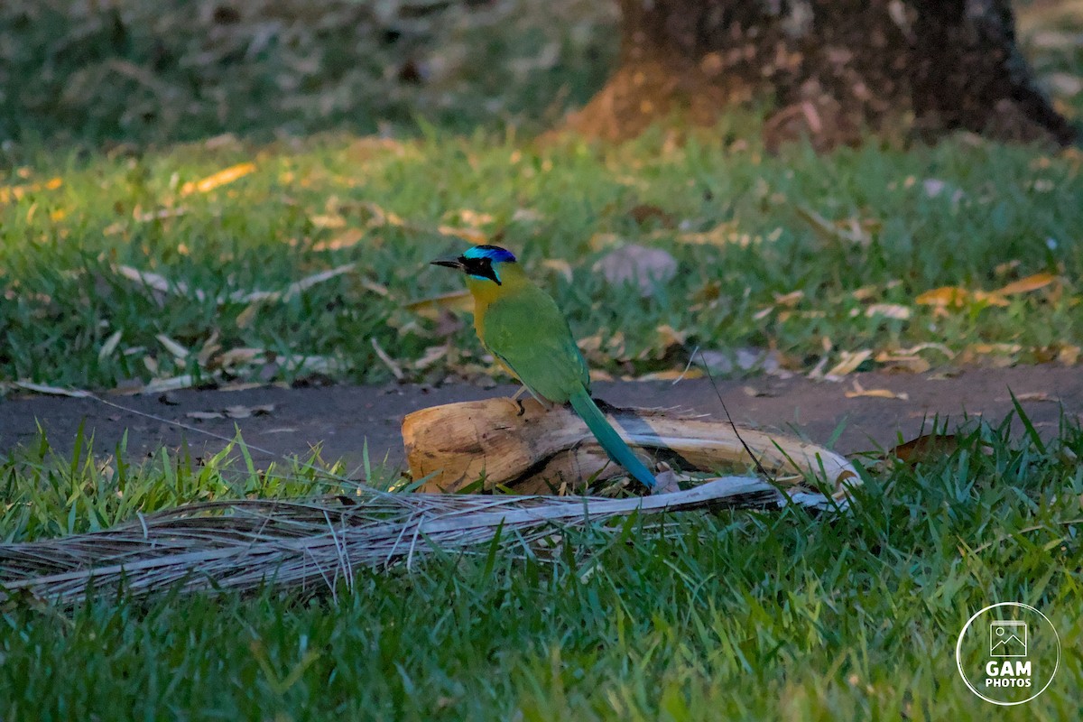 Amazonian Motmot - ML639411976