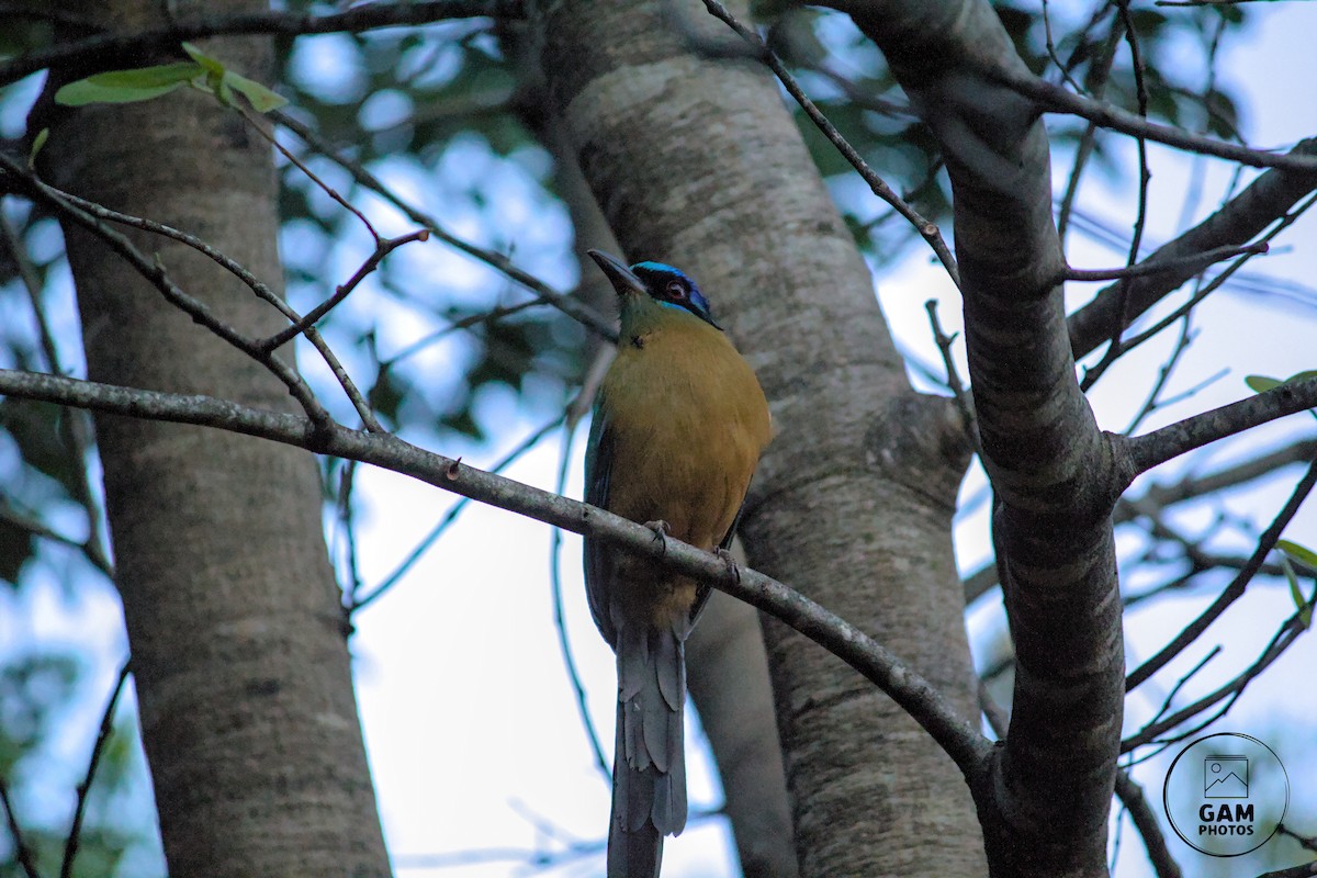 Amazonian Motmot - ML639411977