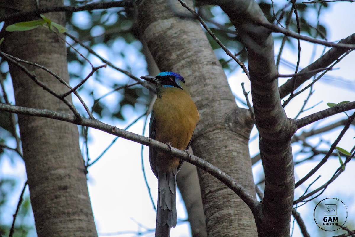 Amazonian Motmot - ML639411978