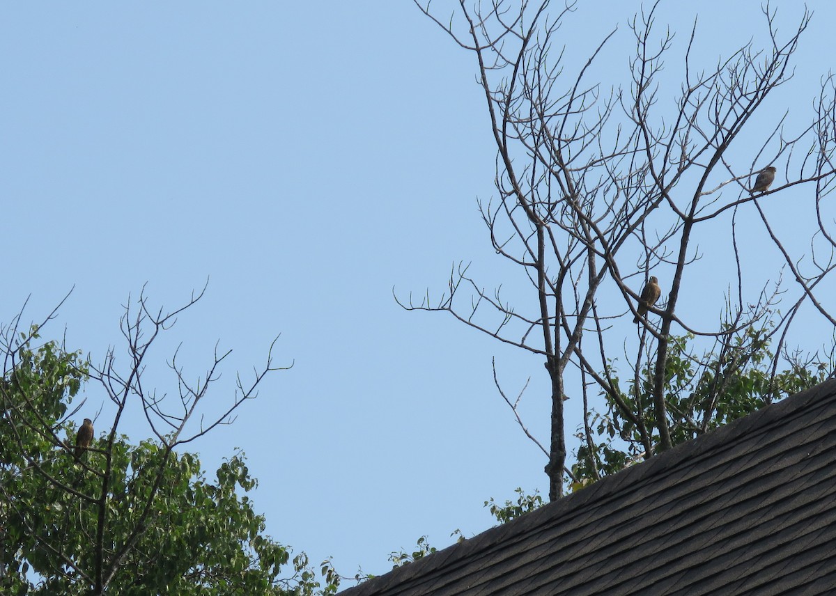 Merlin - ML639411981