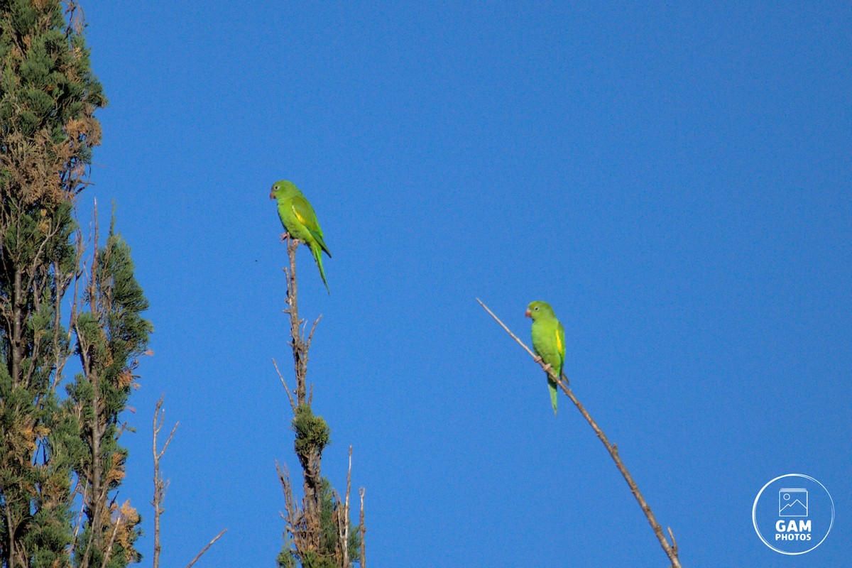 Yellow-chevroned Parakeet - ML639411983