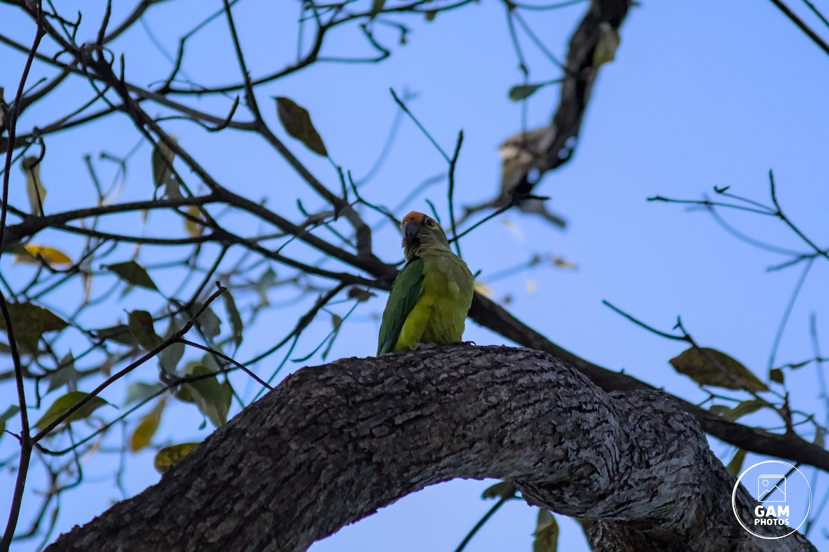Peach-fronted Parakeet - ML639411986