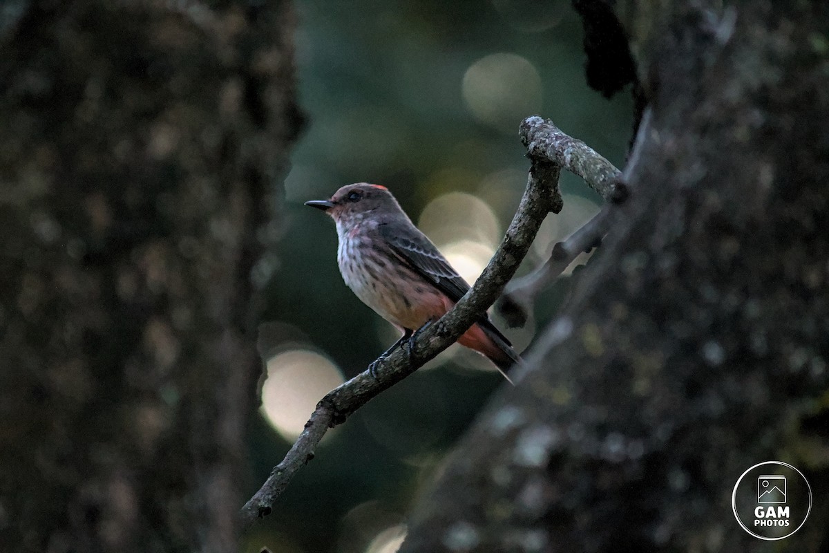 Vermilion Flycatcher - ML639411992