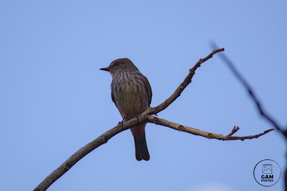 Vermilion Flycatcher - ML639411993